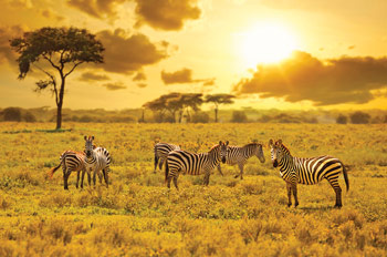 Zebras on a kenyan savannah