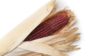 Native corn