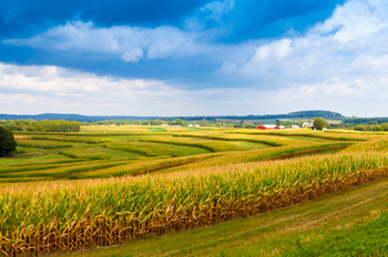 Iowa cornfield