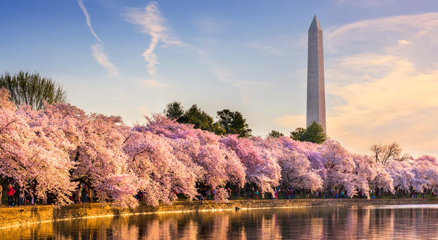 Washington Monument overlooking cherry blossoms along the Tidal Basin