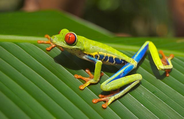 close up of electric-colored tree frog in Costa Rican rainforest