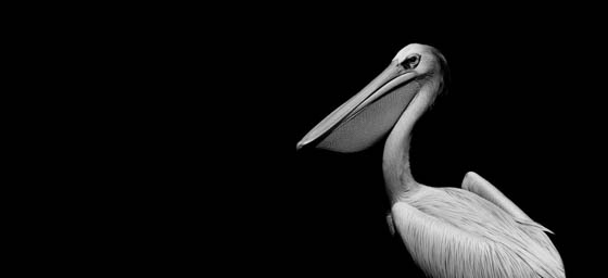 black and white Pelican