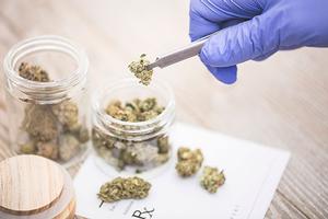 Researcher handling medical marijuana