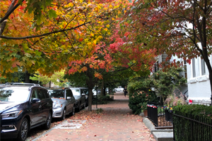 Fall foliage on a street in DC