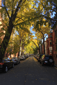 Tree lined street with fall foliage