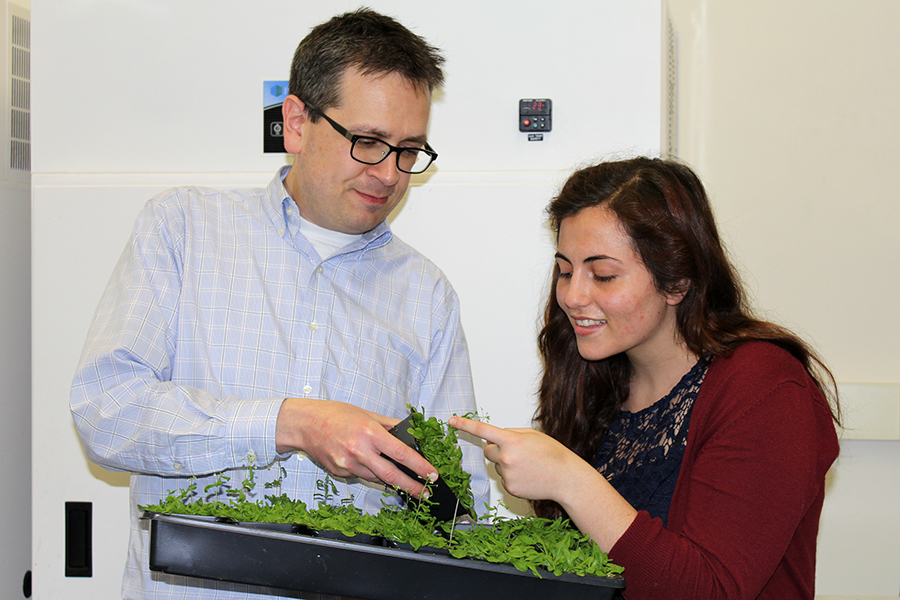 Naden Krogan and Maryam Yamadi (right) examine the model plant Arabidopsis thaliana. Credit: Brenda Chow.