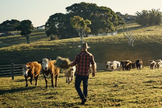 Cows on rural landscape